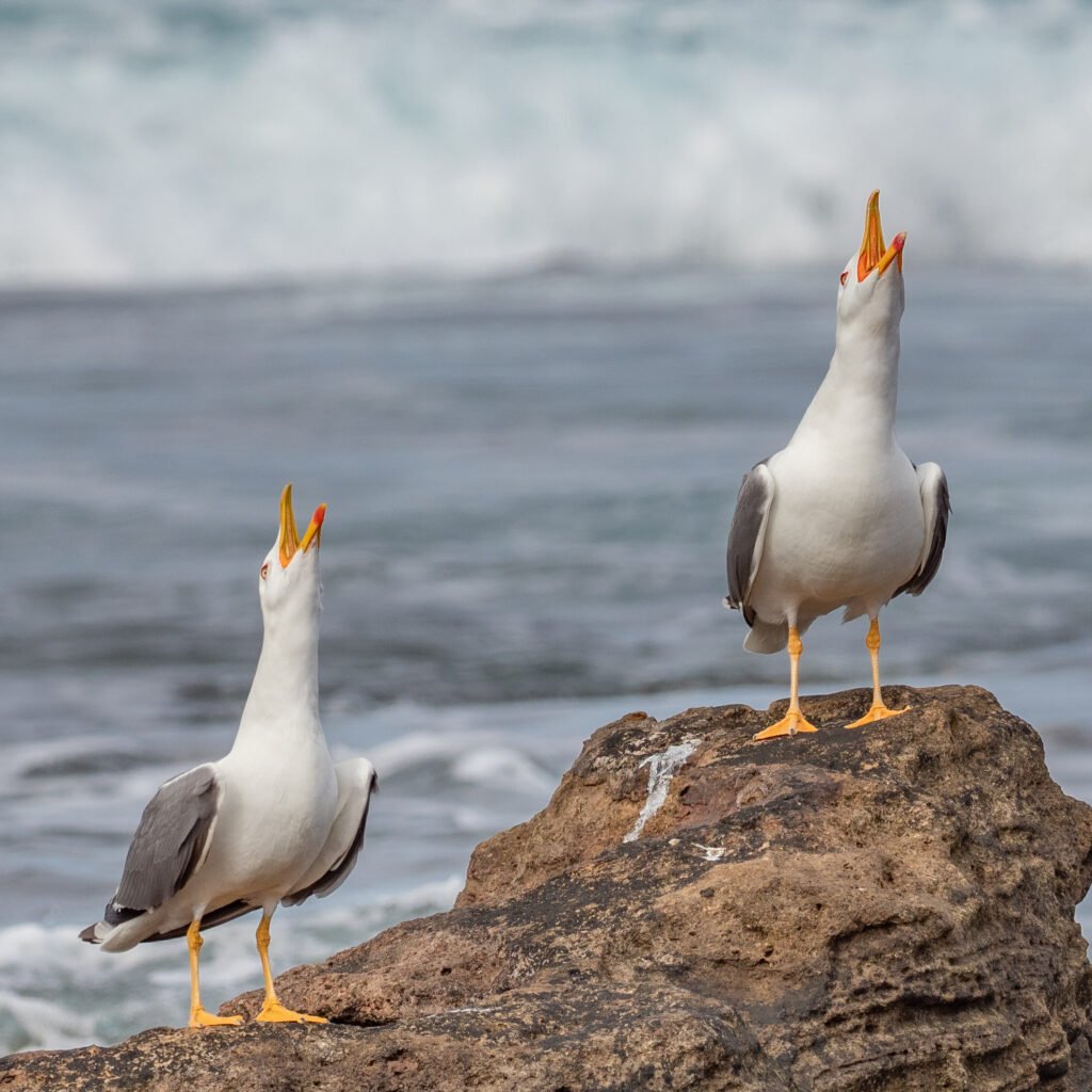 Seabird Gull