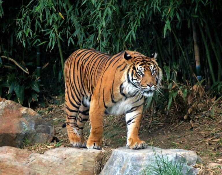 Tiger walking in Bamboo Forest
