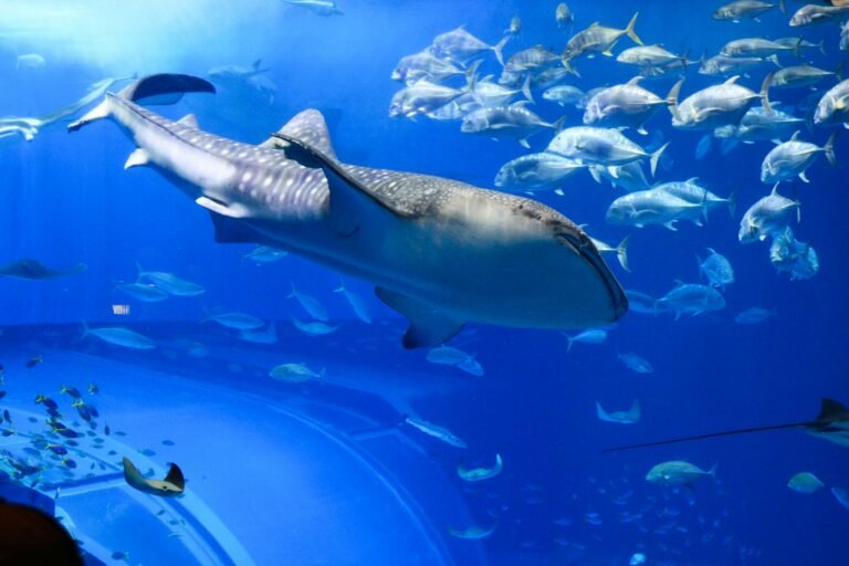 Blue shark