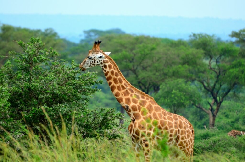 giraffe