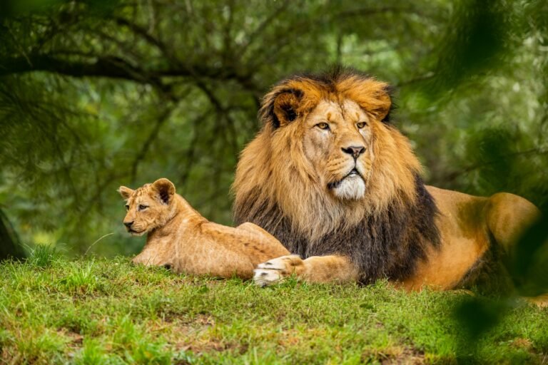 Lion with cub