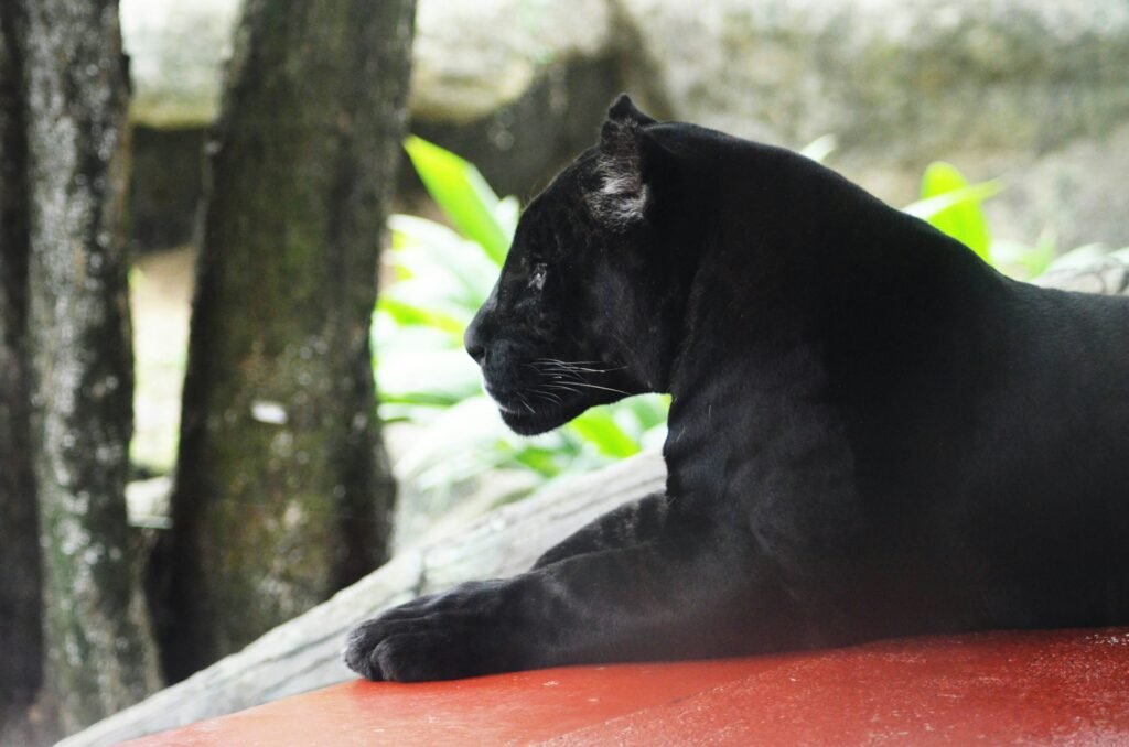 Panther