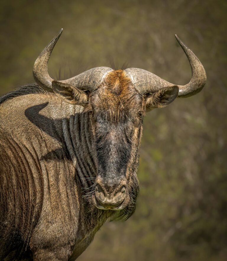 Wildebeest