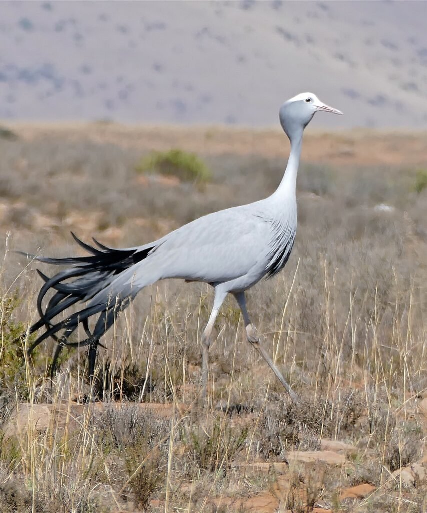 Blue Crane