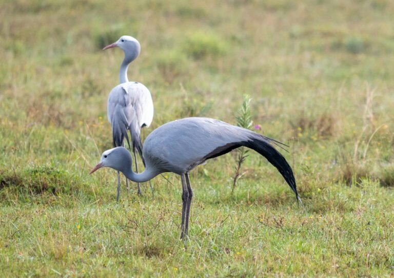Blue-Crane