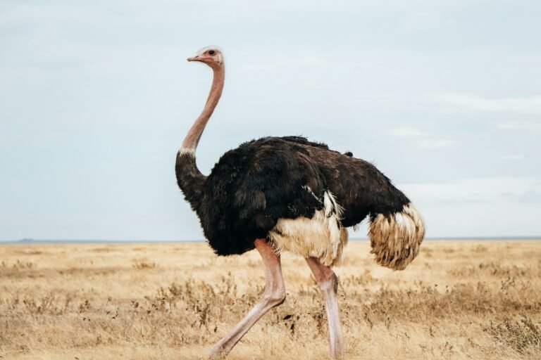 Ostrich in the savannas
