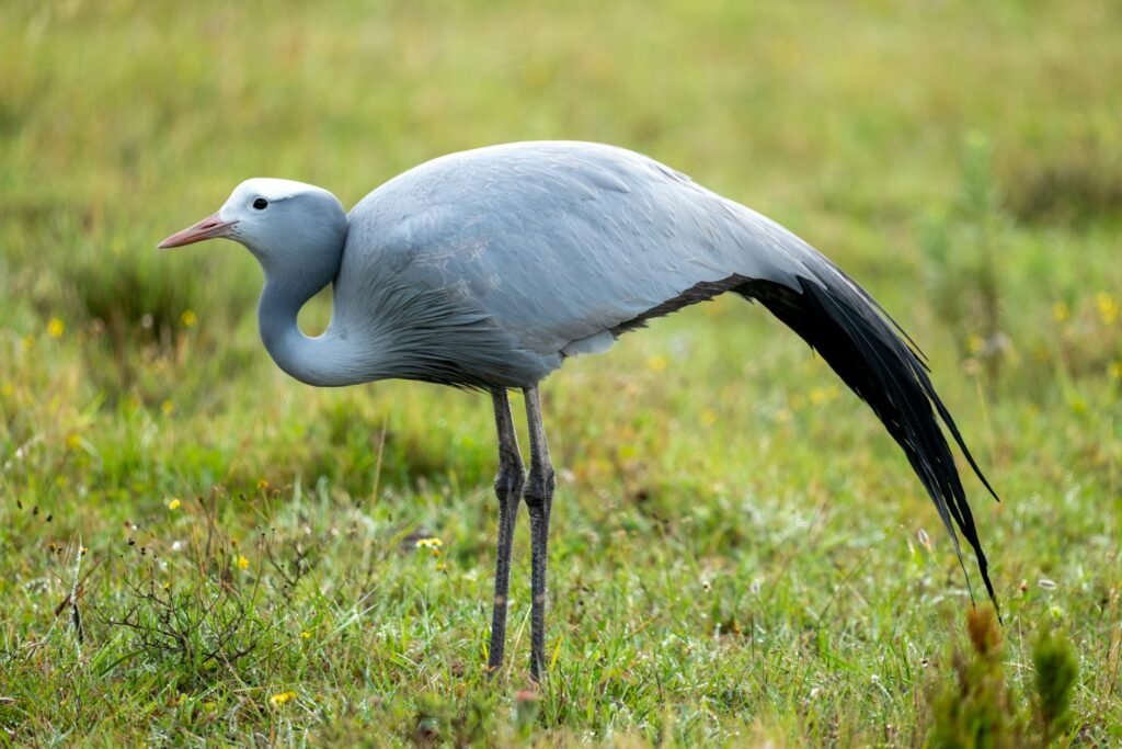 Blue Crane