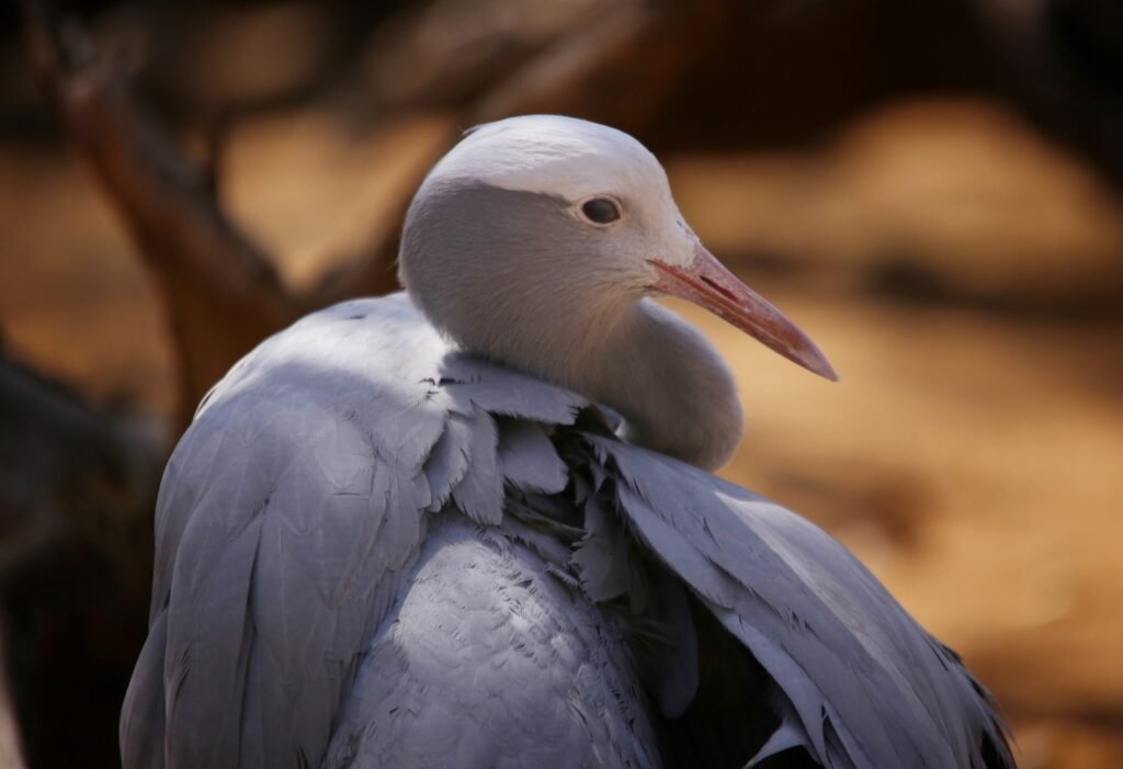 Blue-Crane