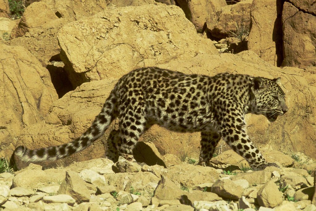 Desert Leopard roaming around mountains