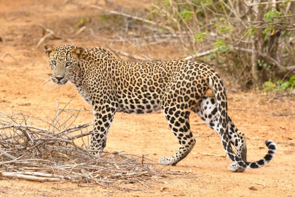 Leopard in Forests