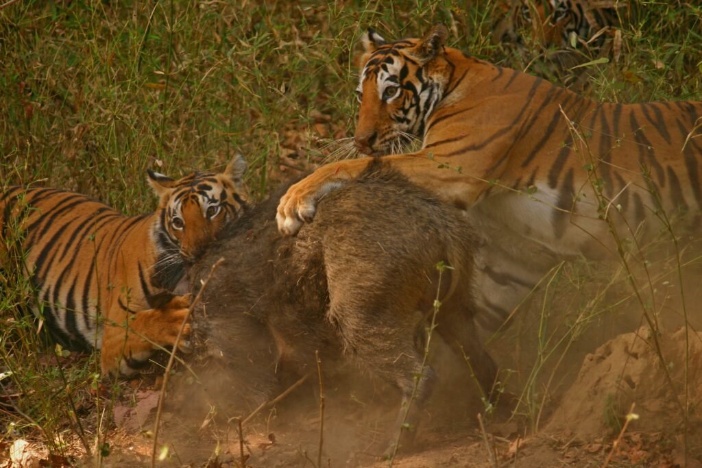 Tiger Hunting wild boar