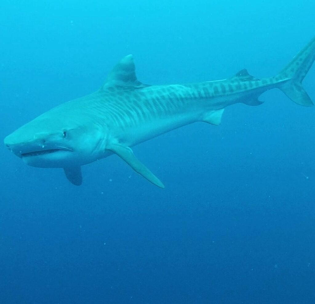 Tiger-Shark
