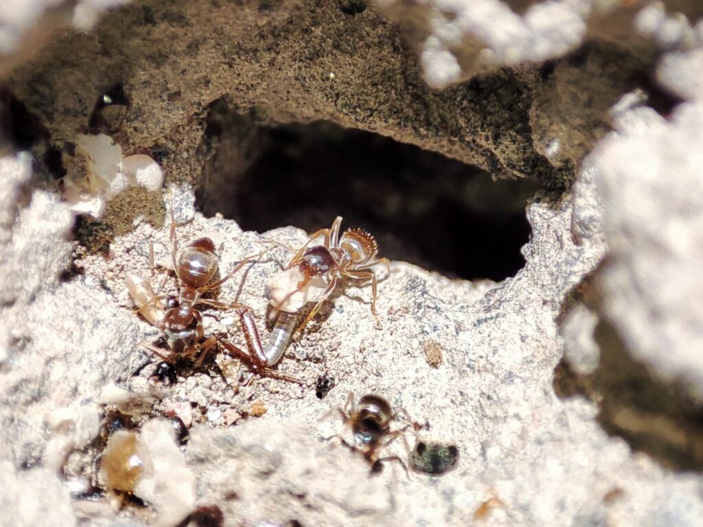 Ants