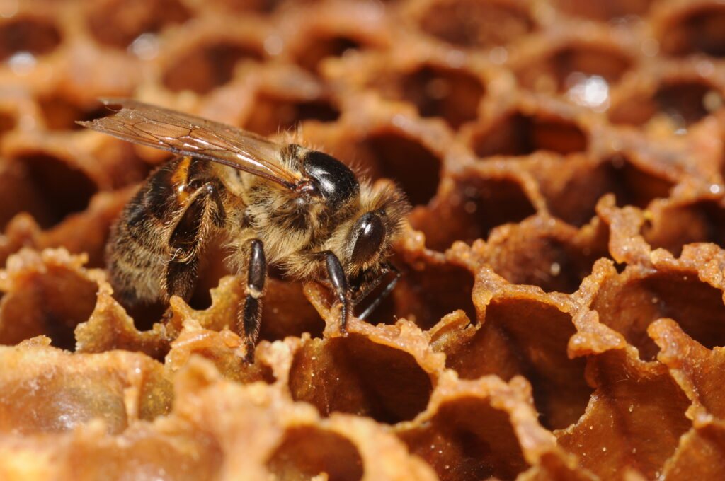 Honeybee