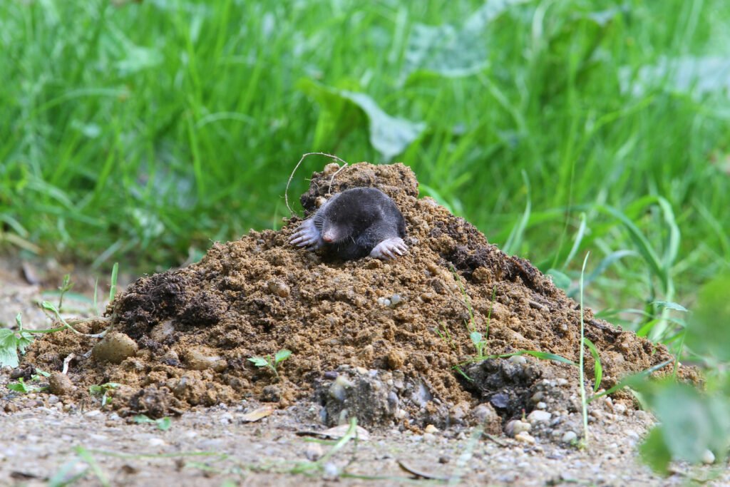 Mole