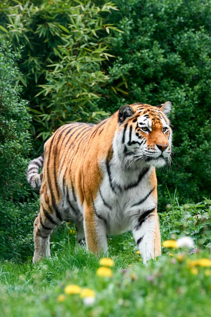Siberian Tiger