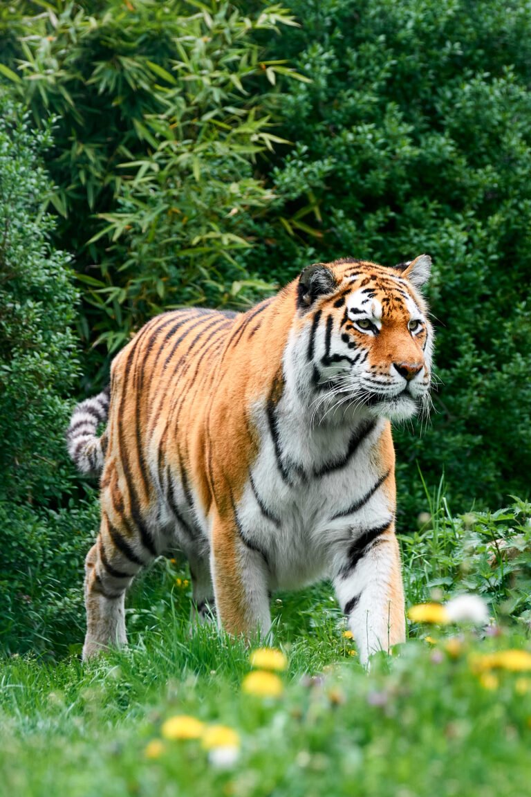 Siberian Tiger