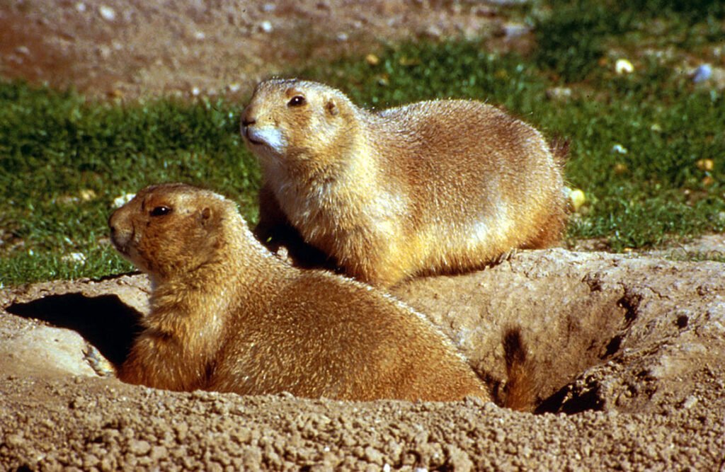 Prairie dogs