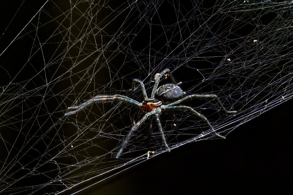 Spider
