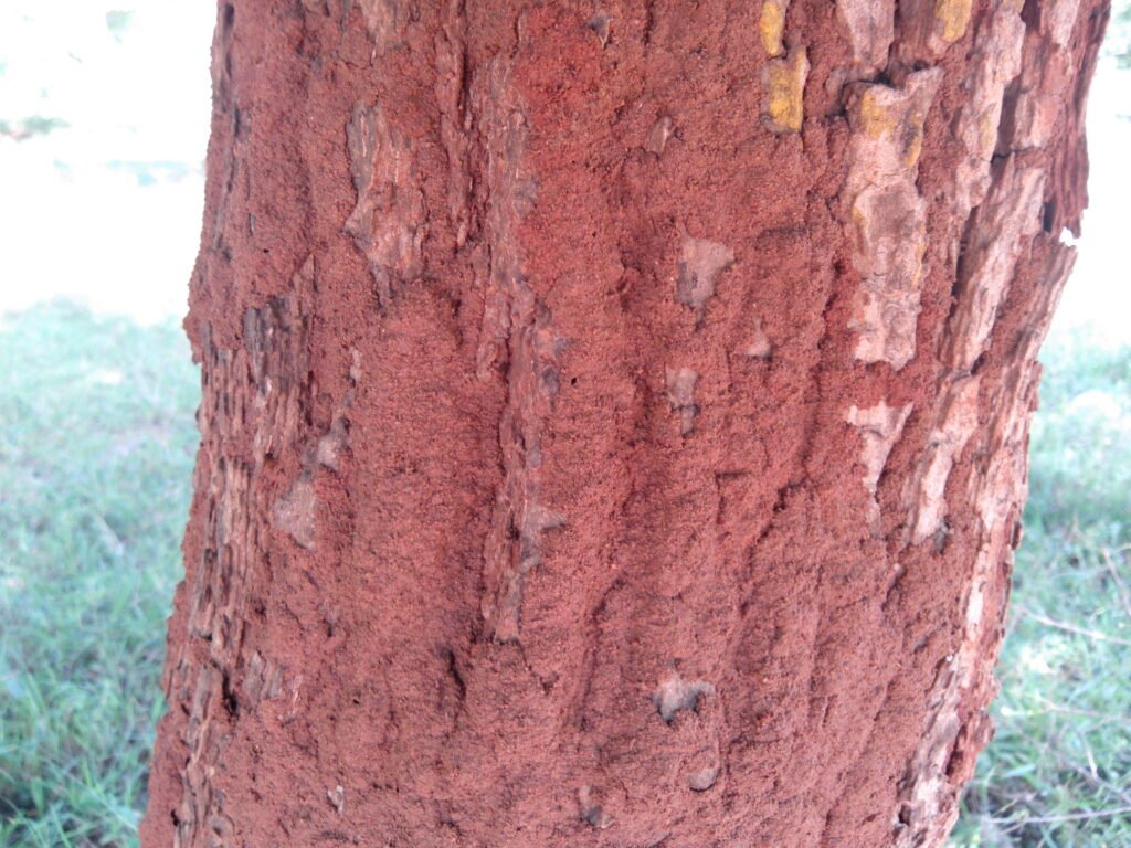 Termite-attack-in-neem-tree-scaled