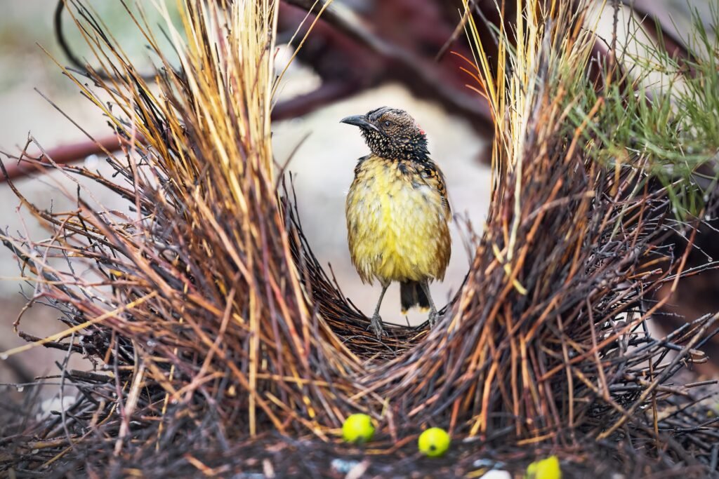 Bowerbird