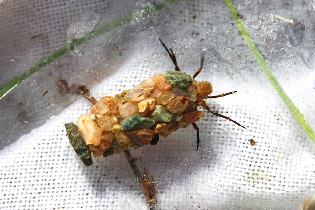 caddisfly larva