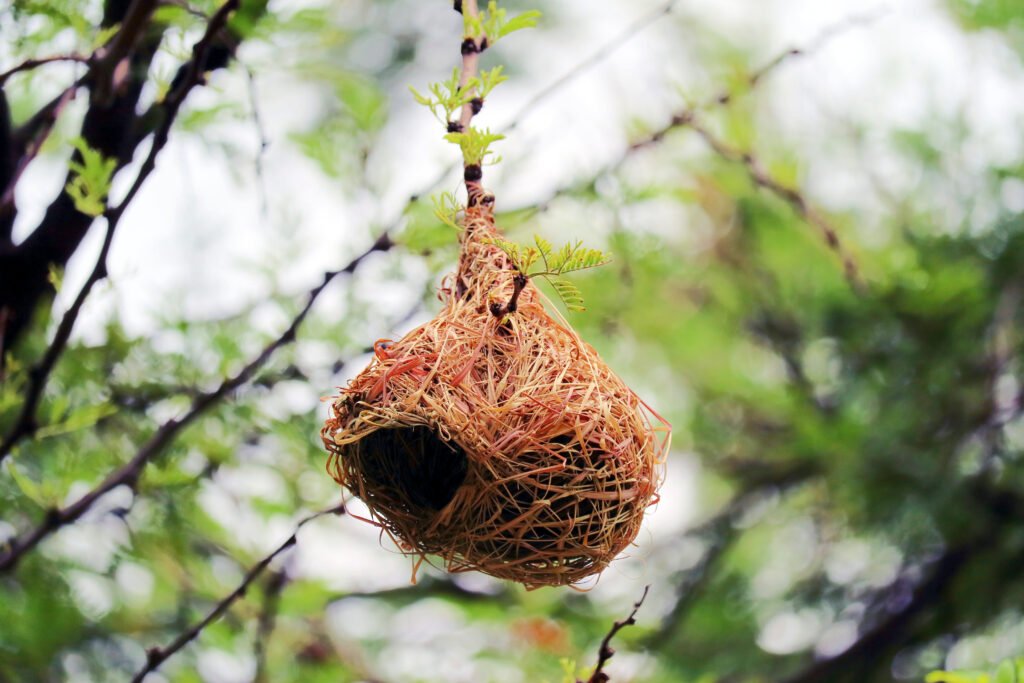 Weaver bird nest