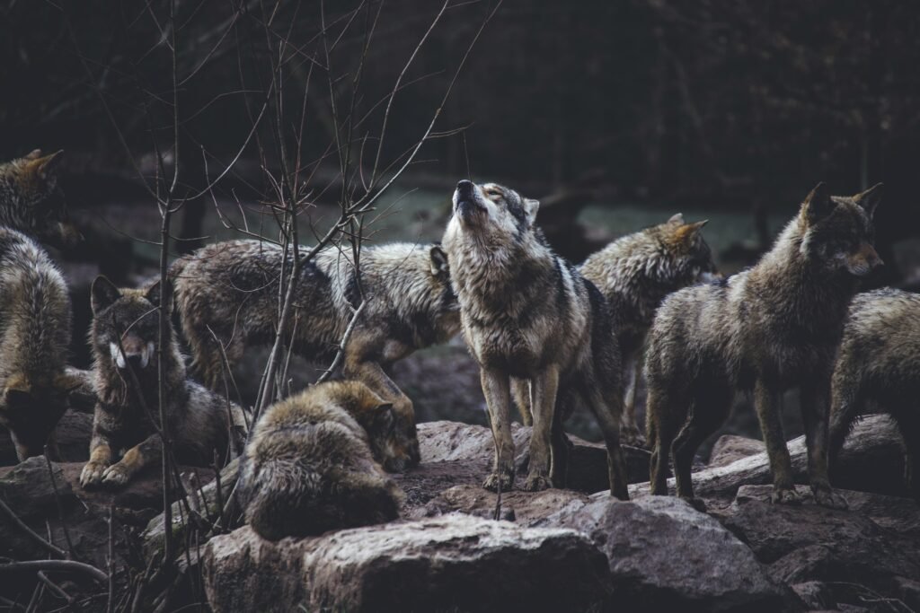 Wolf Pack
