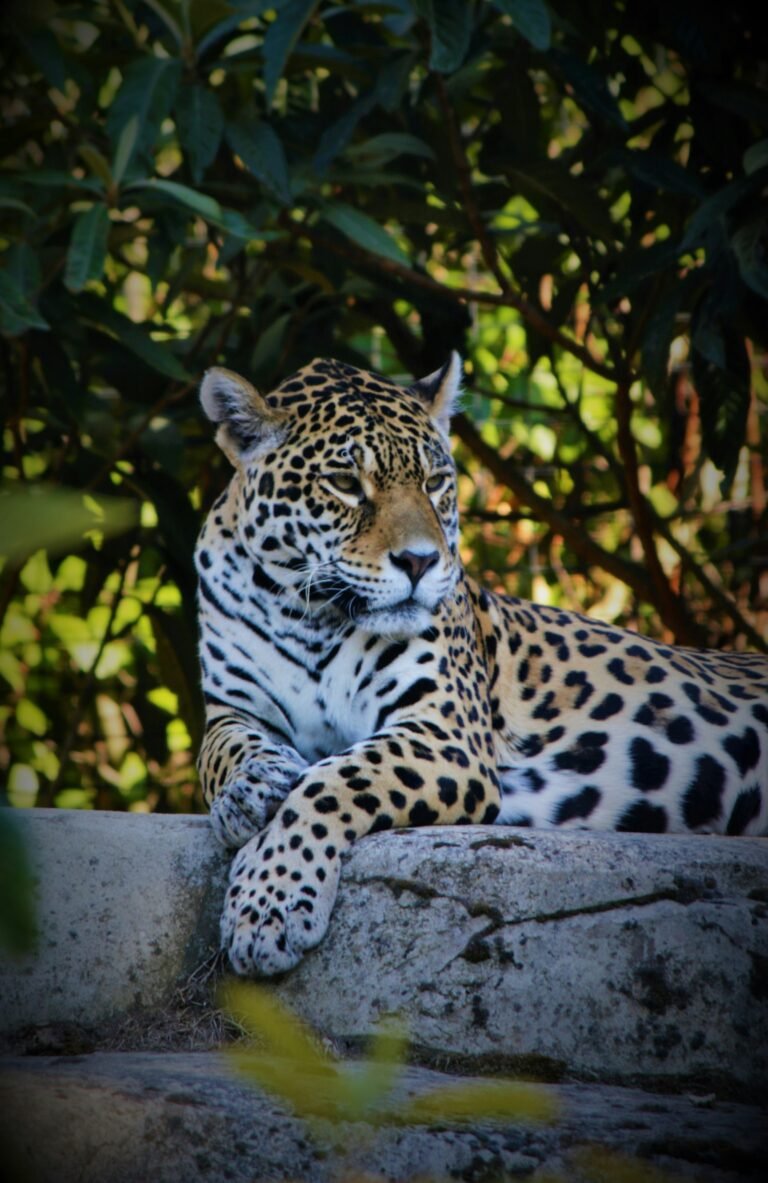 Jaguar