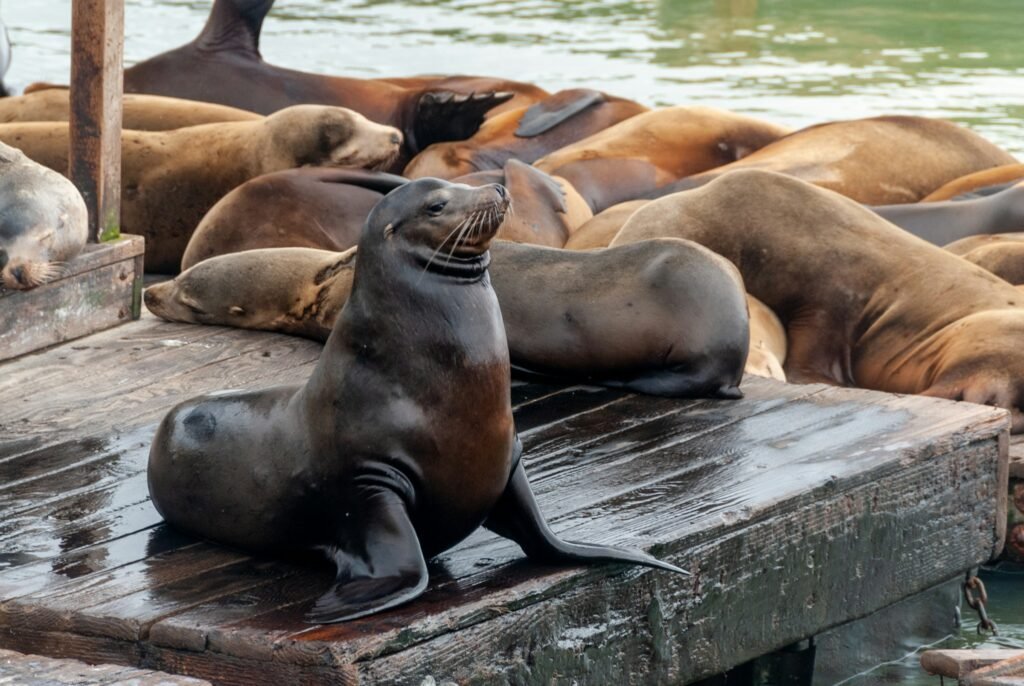 Group of California Sea Lions