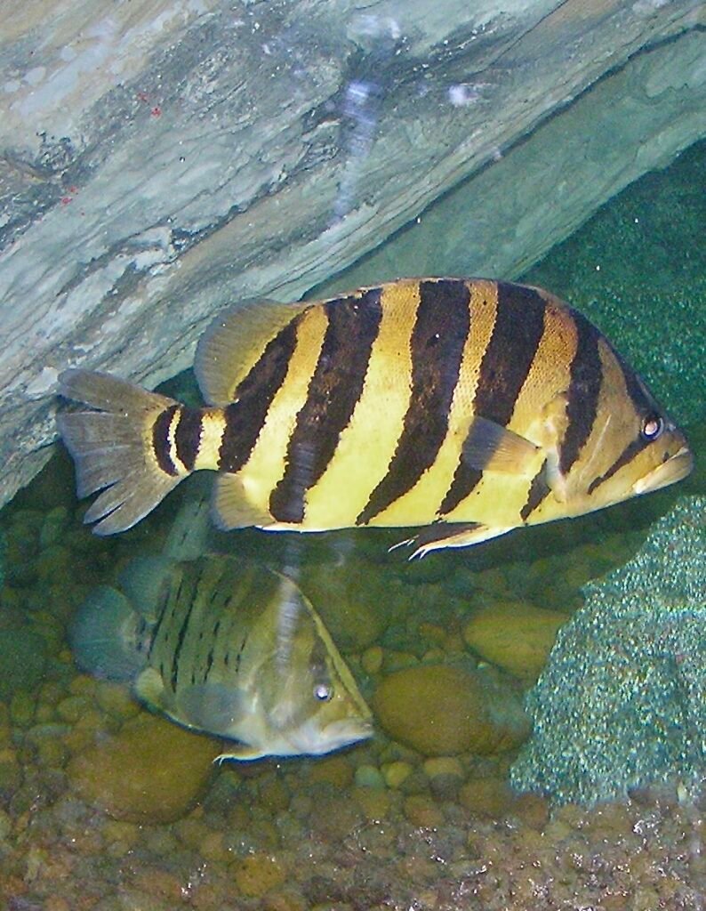 Triggerfish