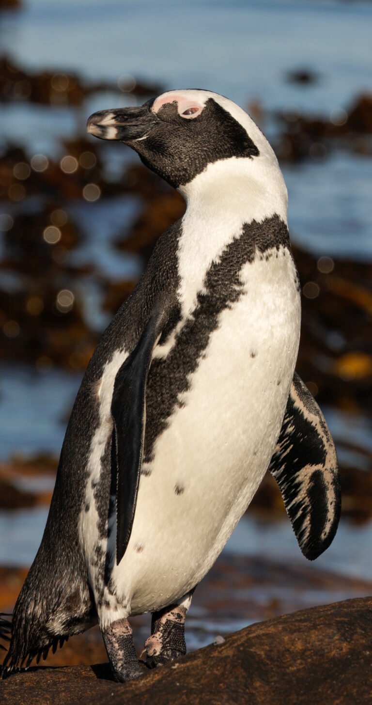 african penguin