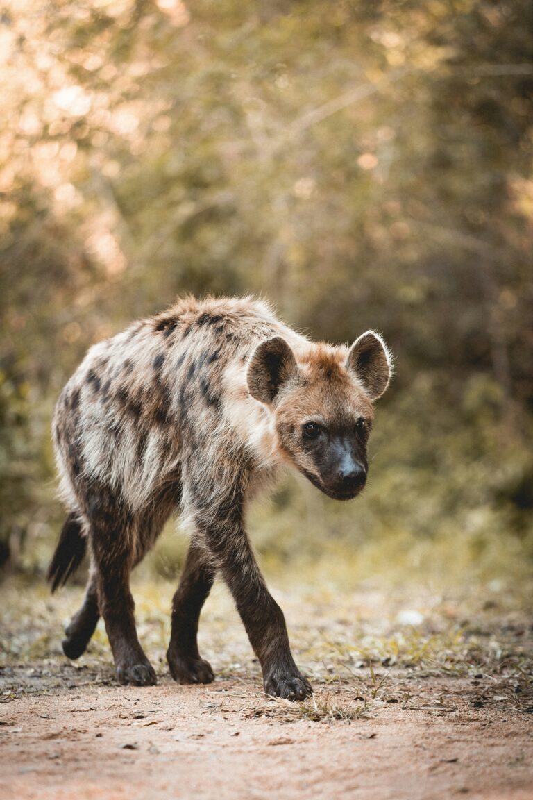 Hyena