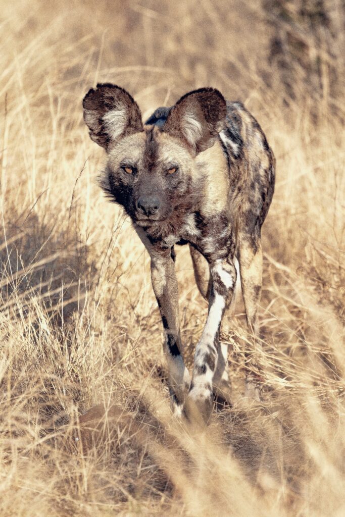 African wild dog